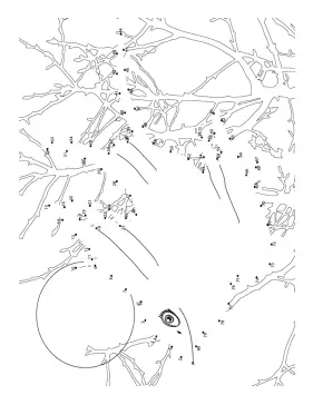 Bird 6 Dot To Dot Puzzle